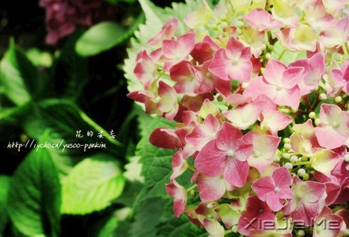 �簲�����δ���������������ǰ�һ���׸����� (5)